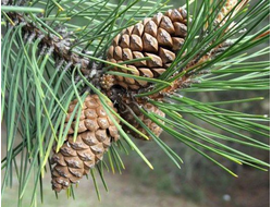 Гидролат Сосна крымская Pinus pallasiana (лапки) 100 мл
