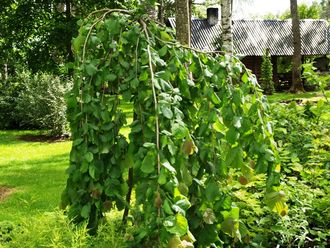 &quot;Пендула&quot; лещина обыкновенная ( Corylus avellana Pendula)