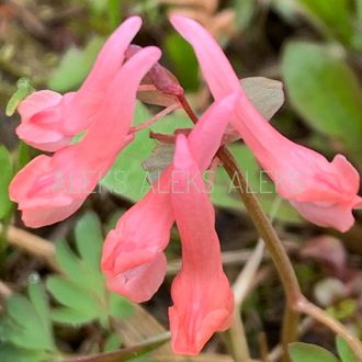 Corydalis solida “Фламинго”