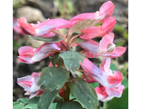 Corydalis solida «Акварель”