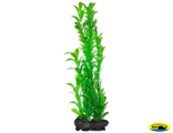 270237 Растение аквариумное Hygrophila 1(S) 15см с утяжелителем