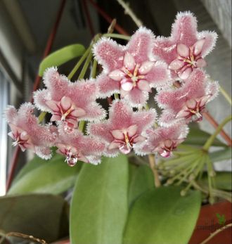 Hoya Pubicalyx 'Pink Dragon'