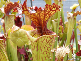 Sarracenia x Moorei - Clone 1