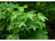 Клен остролистный (Acer platanoides)(15-20/Р9)