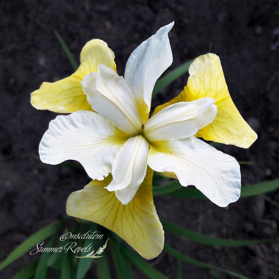 Iris sibirica Summer Revels   Ирис Саммер Ревелс