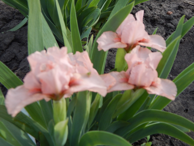 ПУССИКЭТ ПИНК (PUSSYCAT PINK)Блэк '06