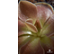 Pinguicula Weser