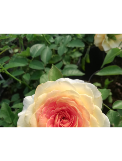 Карамель Антик (Caramel Antike) роза , ЗКС