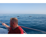 Прогулка на катере в открытое море к дельфинам))