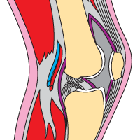 Структура сустава/ Аппараты ДЭНАС при лечении суставов