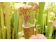 Sarracenia Flava var. Ornata