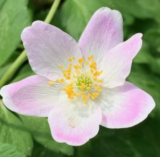 Anemone nemorosa &quot;Wilk&#039;s Giant&quot;