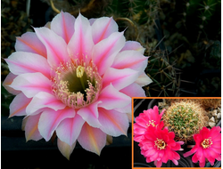 Echinopsis hybrid `Zoluschka` x Lobivia tiegeliana - 5 семян