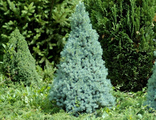 Ель канадская Сандерс Блю (Picea glauca Sanders Blue) (40-60/10л)