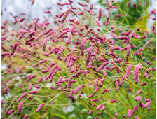 Кровохлебка лекарственная (Sanguisorba officinalis `Tanna`), ЗКС