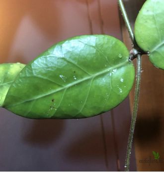 Hoya sp. DT-2, Cheingmai, Big leaves, White flower