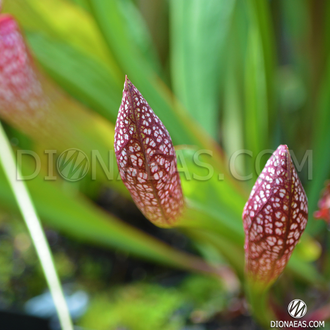 Sarracenia Scarlet Belle