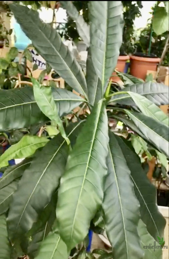 Ficus (T18) Mango leaf / фикус Нервоза