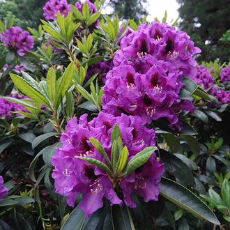 Распутин рододендрон гибридный(Rhododendron hybridum Rasputin)