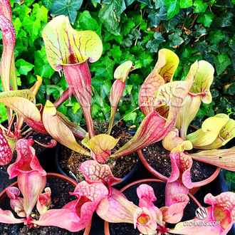 Sarracenia x alata x catesbaei