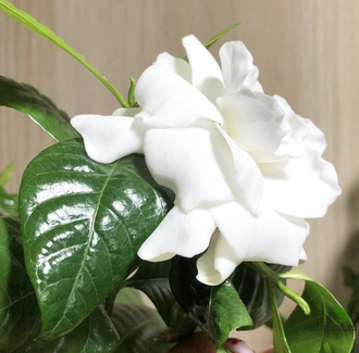 Gardenia Golden Magiс (условно)