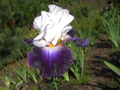 ТВ СТЕКЛЯННЫЙ ШАР