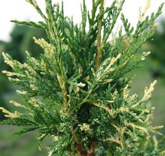 Туя западная Литомишл (Thuja occidentalis Litomysl)