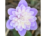 Hepatica nobilis var acuta Louise Köhler