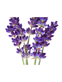 Лаванда 100% гидролат (Lavender hydrolate) / Лаванда цветочная вода