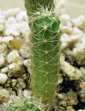 Gymnocalycium andreae v. longispinum WR 108