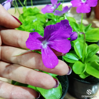 Pinguicula Colimensis x zecheri