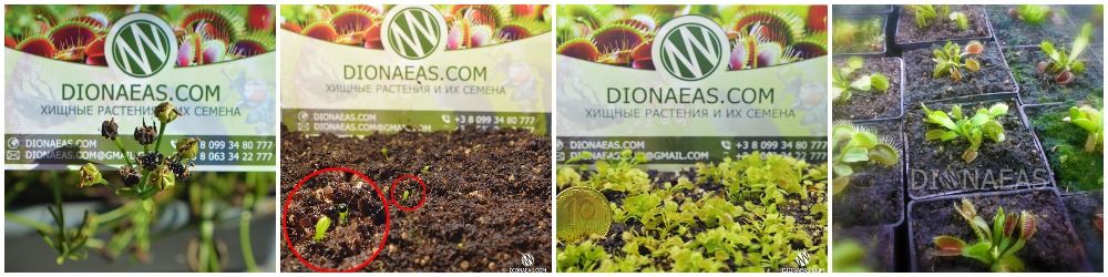 Семена Венериной Мухоловки Дионеи