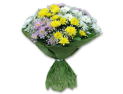 Хризантема Анастасия (цвет любой)