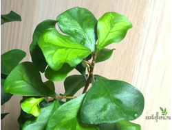 Ficus Triangularis "Green Dream" / фикус кокетка