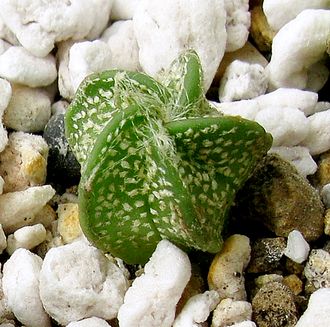 Astrophytum niveum PP 398