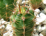 Gymnocalycium horridispinum