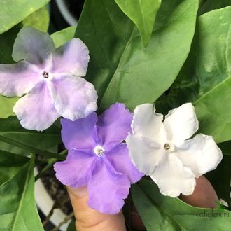 Brunfelsia Australis