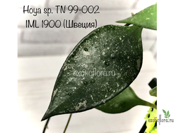 Hoya TN-99-002 IML 1900 (Швеция)