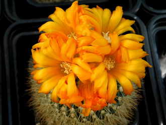 Parodia weberiana (D=40-45мм)