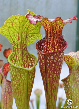 Sarracenia hybrid 7