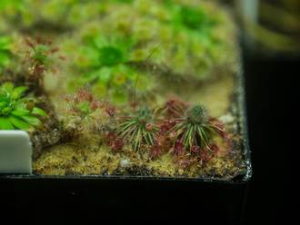 Drosera "Occidentalis"