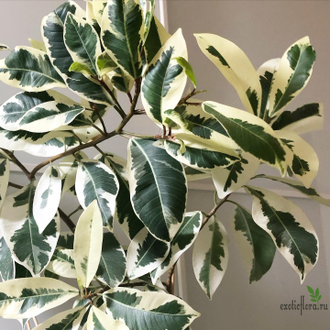 Ficus Microcarpa albomarginata / фикус микрокарпа вариегатный альба