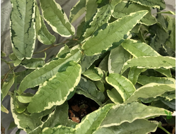 Ficus Sagittata Mutabilis / фикус сагиттата мутабилис