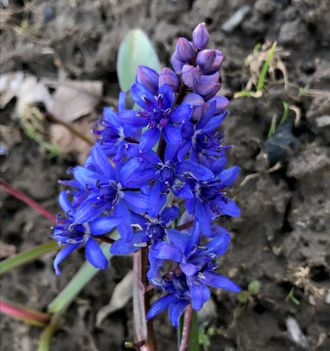 Scilla bifolia taurica