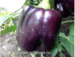Перец сладкий Пурпурный колокол (Purple Bell)