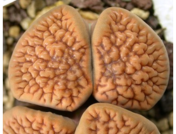 Lithops hookeri (vermiculate form) C051 (MG) - 10 семян