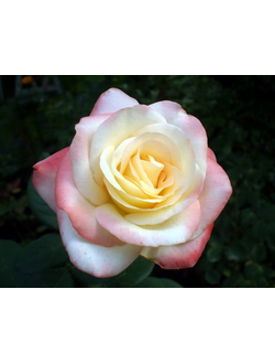 Белль перл (Belle Perle) роза  С2,10-20(корнесобственная)