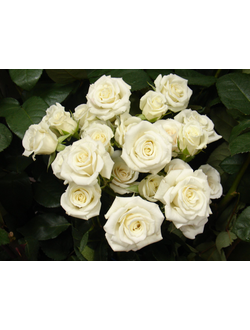 Вайт Лидия (White Lydia) роза, ЗКС