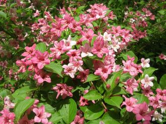 Вейгела гибридная (Weigela Rosea)