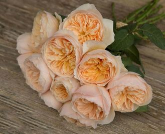 Джульет (Juliet) английская срезочная роза